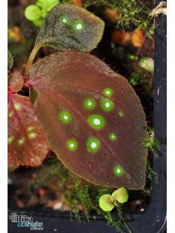 Sonerila sp. Fluo Spots Kalimantan