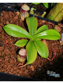 Nepenthes sibuyanensis