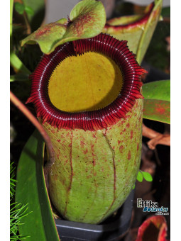 Nepenthes sibuyanensis