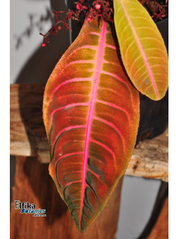 Emblemantha urnulata Dark Green Pink Veins