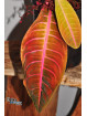 Emblemantha urnulata Dark Green Pink Veins