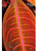 Emblemantha urnulata Dark Green Pink Veins