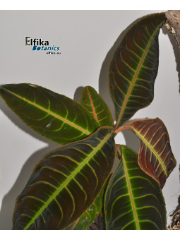 Emblemantha urnulata Dark Green Pink Veins