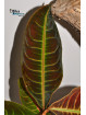 Emblemantha urnulata Dark Green Pink Veins