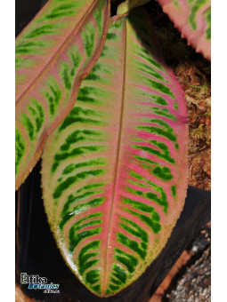 Emblemantha urnulata Ultra Pink