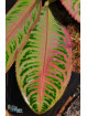 Emblemantha urnulata Ultra Pink