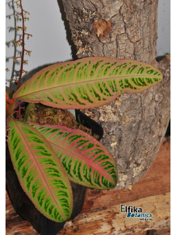 Emblemantha urnulata Ultra Pink