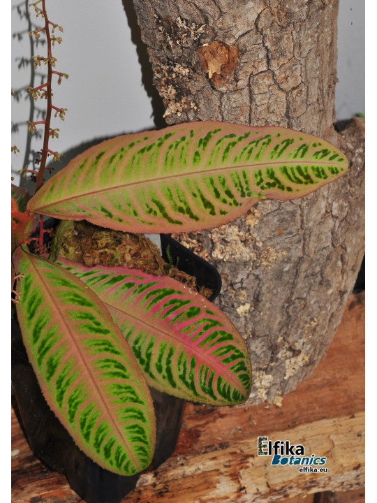 Emblemantha urnulata Ultra Pink