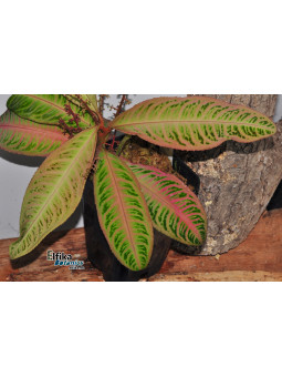 Emblemantha urnulata Ultra Pink