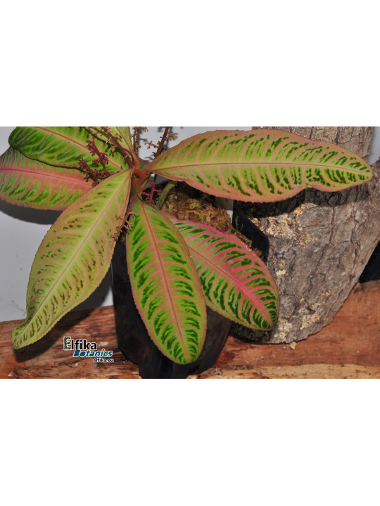 Emblemantha urnulata Ultra Pink