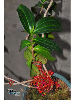 Medinilla loranthoides