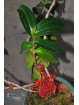 Medinilla loranthoides