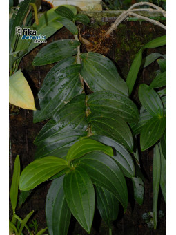 Medinilla loranthoides