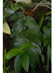 Medinilla loranthoides
