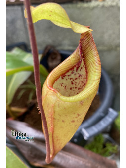 Nepenthes mantalingajanensis (mâle)