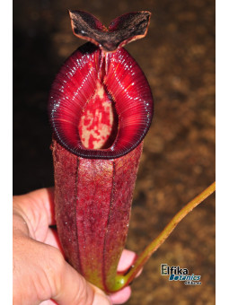 Nepenthes lowii x talangensis (fem.)