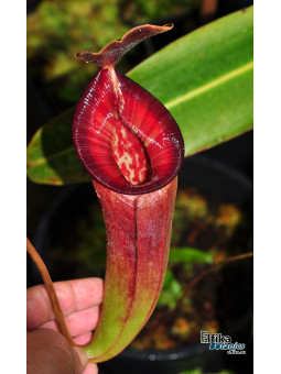 Nepenthes lowii x talangensis (fem.)