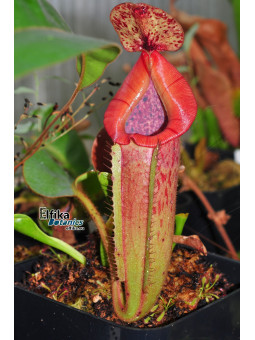 Nepenthes glandulifera x (lowii x truncata Wide Peristome)