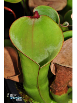 Heliamphora collina Murosipan Meadow