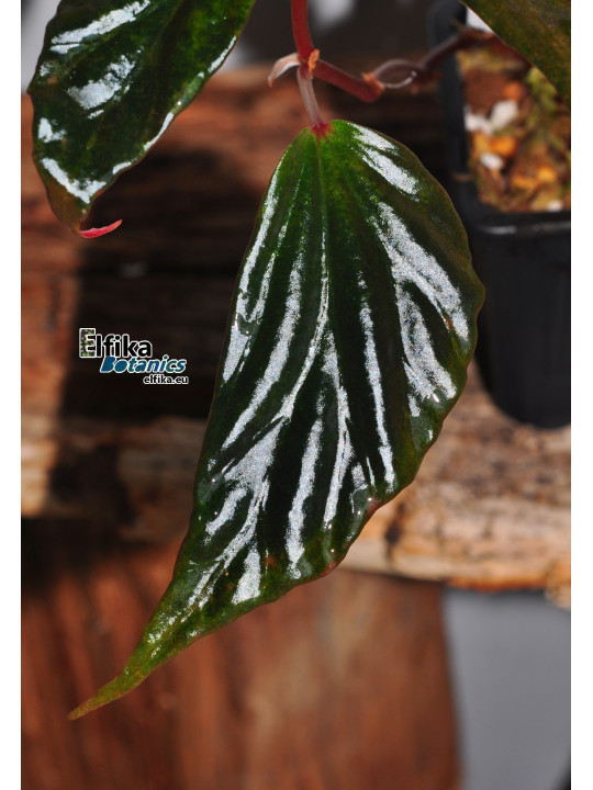 Begonia harauensis