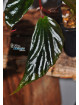 Begonia harauensis
