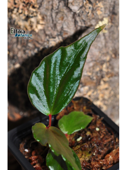 Begonia harauensis