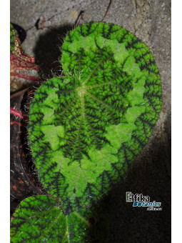Begonia longiciliata (sizemorae morph)