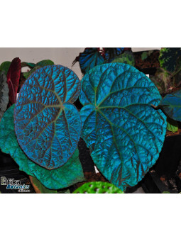 Begonia rockii (EBc1)
