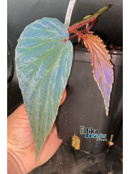 Begonia nothobaramensis x metallicolor (clone 02)