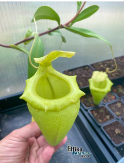 Nepenthes flava x sibuyanensis (fem.)