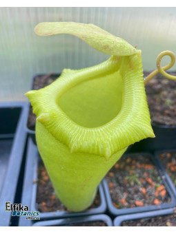 Nepenthes flava x sibuyanensis (fem.)