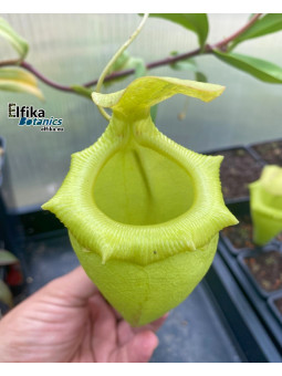 Nepenthes flava x sibuyanensis (fem.)