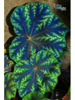 Begonia pseudoedulis Shiwanshan