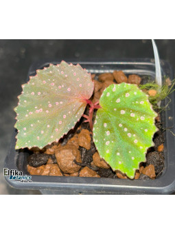 Begonia sp. Black Metallic x metallicolor (gxEB23)