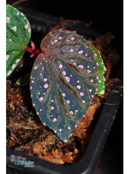Begonia sp. Black Metallic x metallicolor (gxEB23)