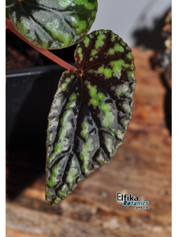 Begonia variabilis (Green/Black)