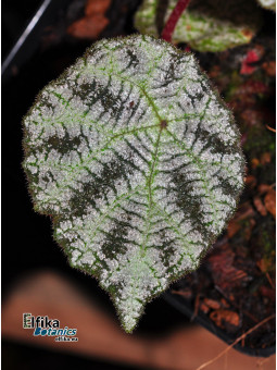 Begonia arachnoidea (White morph)