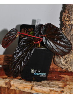 Begonia sp. Black Blood