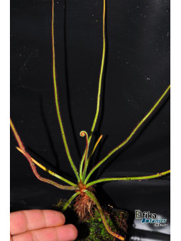 Drosera spiralis Itacambira (c. 1)
