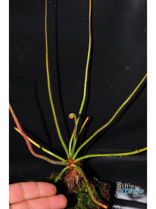 Drosera spiralis Itacambira (c. 1)