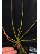 Drosera spiralis Itacambira (c. 1)