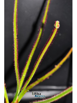 Drosera spiralis Itacambira (c. 1)