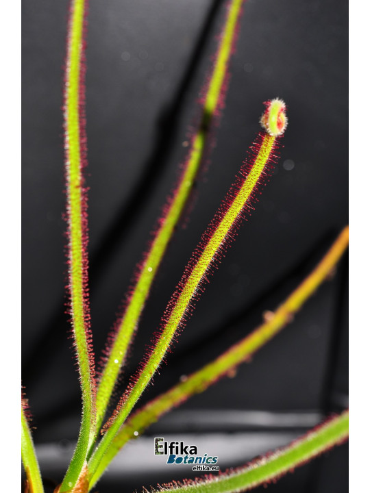 Drosera spiralis Itacambira (c. 1)