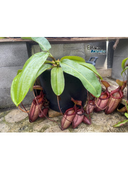 Nepenthes rajah x mira (fem.)