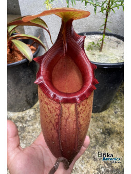 Nepenthes rajah x mira (fem.)