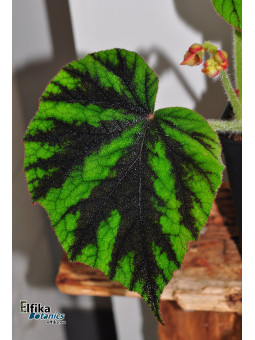Begonia tuberculosa G. Sinabung