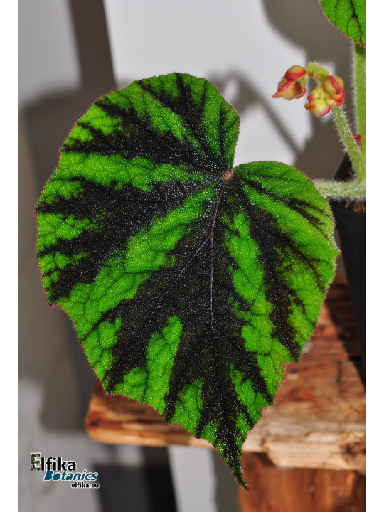 Begonia tuberculosa G. Sinabung