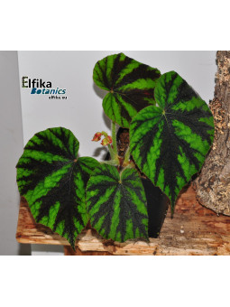 Begonia tuberculosa G. Sinabung