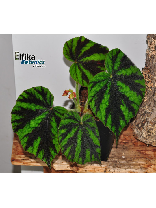 Begonia tuberculosa G. Sinabung