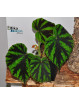Begonia tuberculosa G. Sinabung
